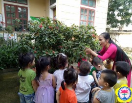 Cô Kim Oanh dạy HĐNT : Cho trẻ quan sát cây hoa Bông Trang ( Mẫu Đơn).